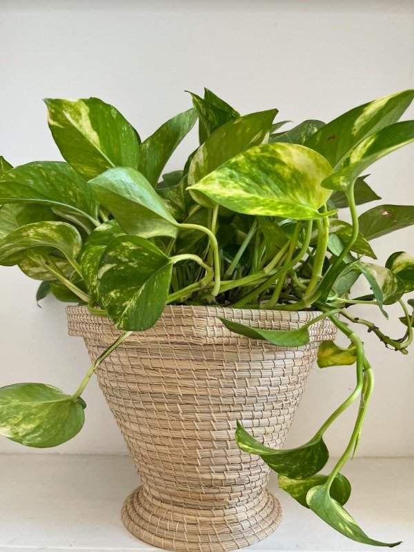 Producto - Macetero Patti