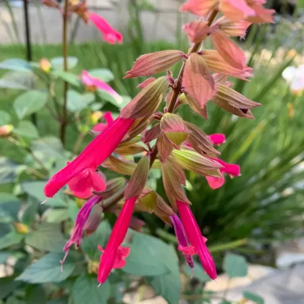 Producto - Salvia "Wendys  wish"