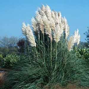 Producto - Cortaderia selloana