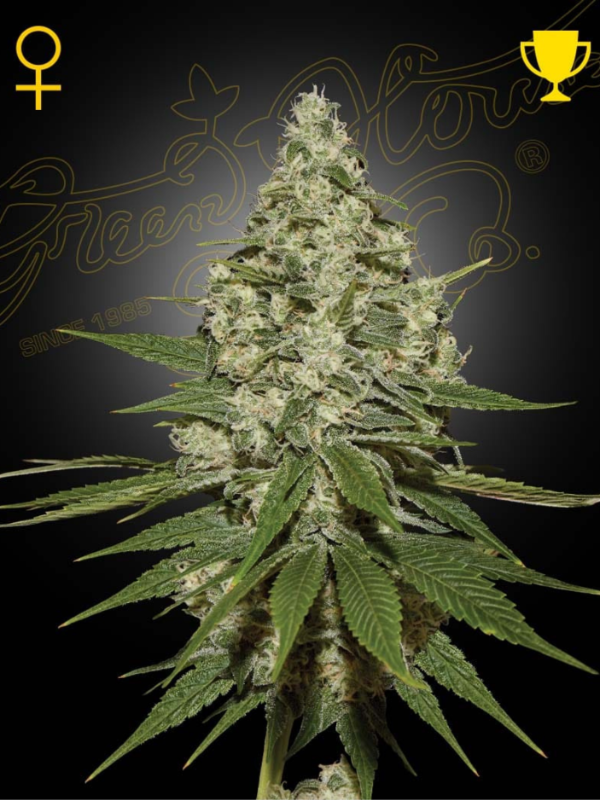 Producto - Super Lemon Haze x3 - Greenhouse Seeds