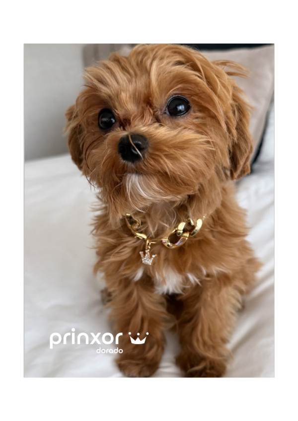 Producto - Prinxor Dorado