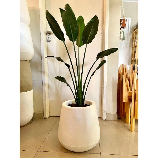 Producto - Strelitzia Reginae flor de pajaro naranja