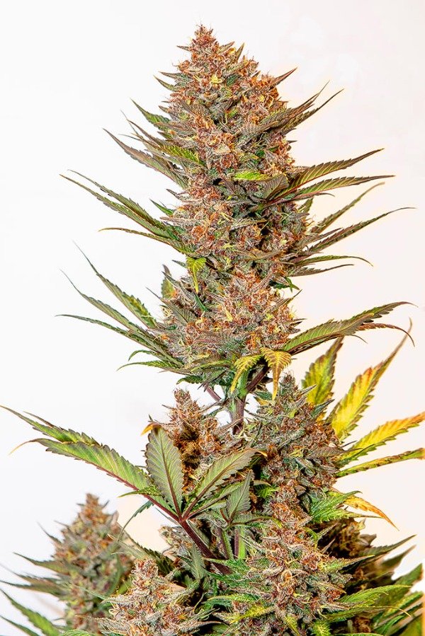 Producto - CHERRY BANANA AUTO