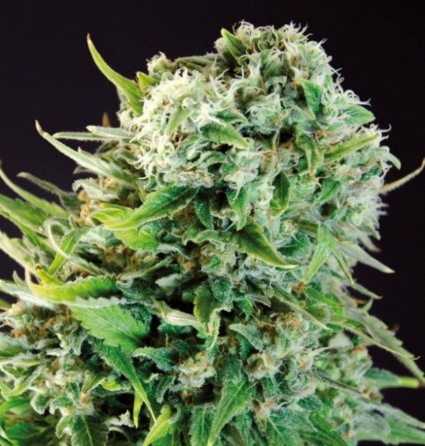 Producto - Gorilla Skunk Auto