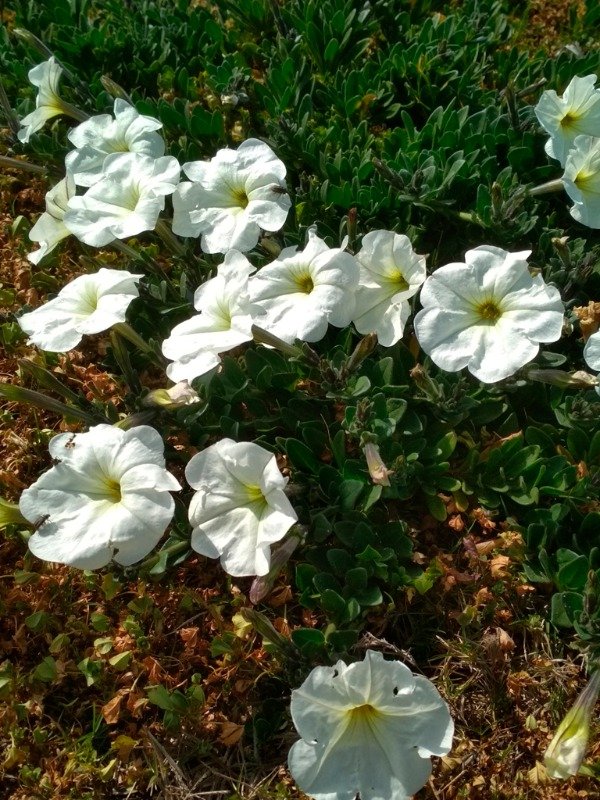 Producto - PETUNIA AXILLARIS