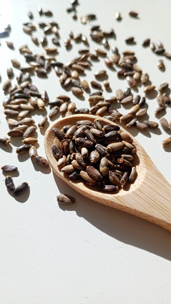 Producto - Cardo Mariano x 50 gr