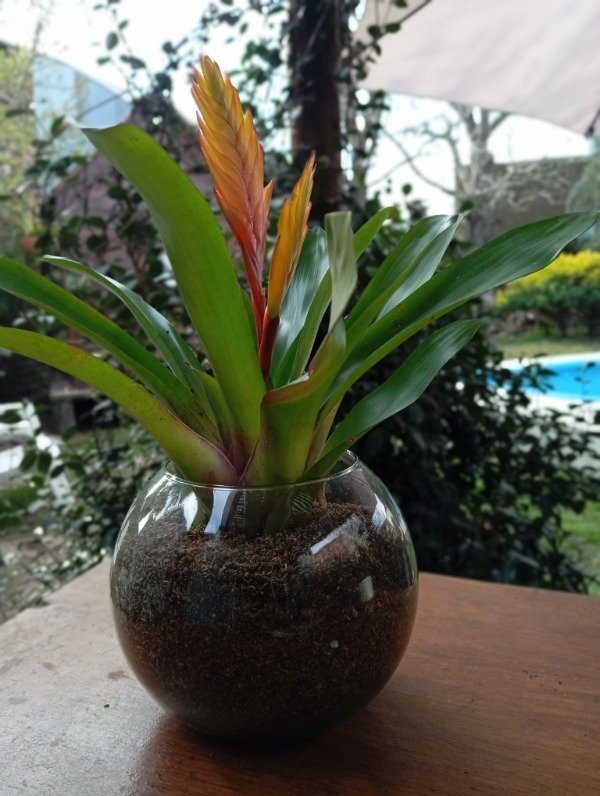 Producto - Bromelias con maceta de vidrio