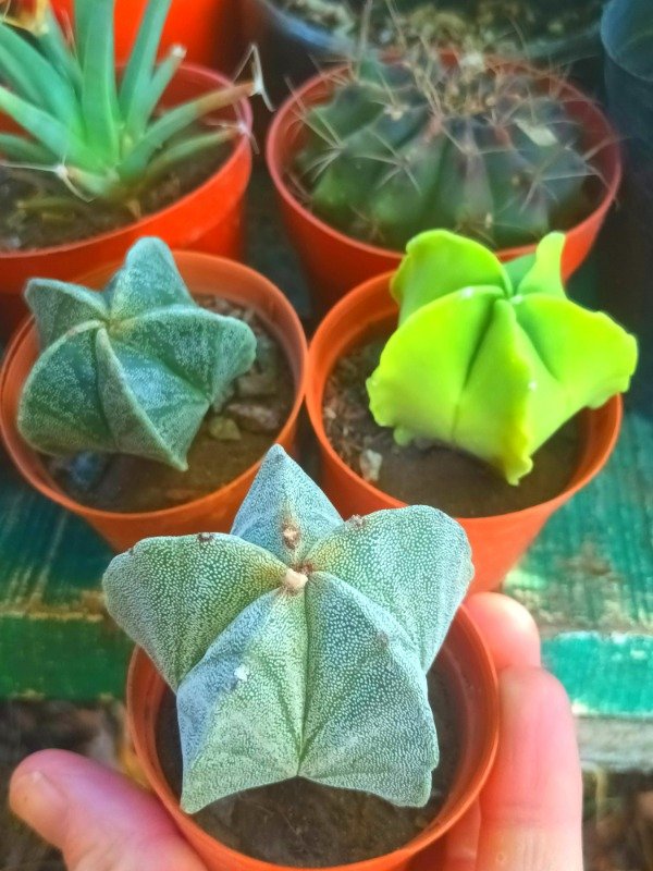 Producto - Astrophytum - 0