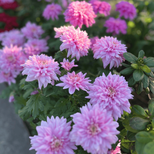 Producto - Crisantemo