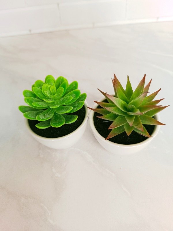 Producto - Minis suculentas