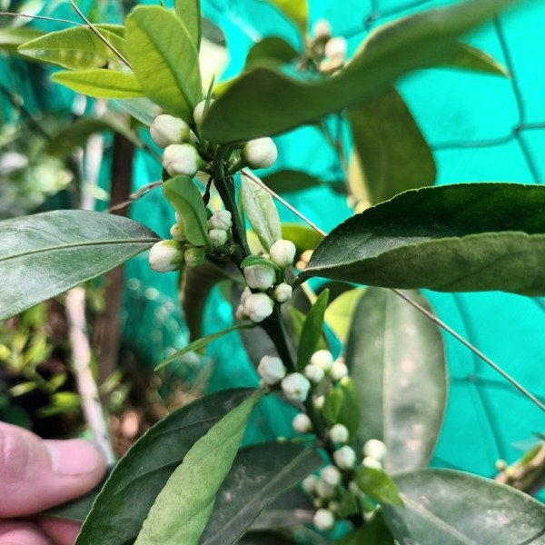 Producto - Mandarina - 0
