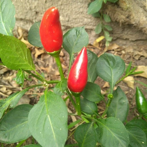 Producto - Ají Putaparió