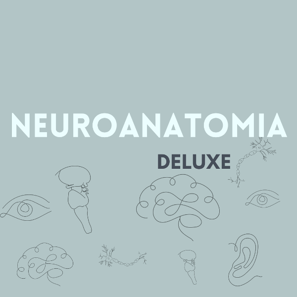 Producto - NEUROANATOMÍA DELUXE