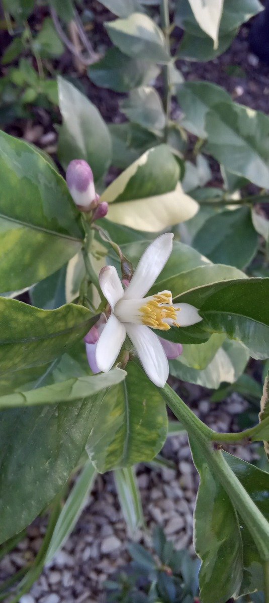 Producto - Limonero Variegado - 2