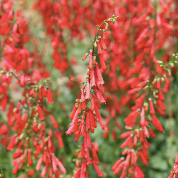 Producto - 30 Semillas Penstemon eatonii