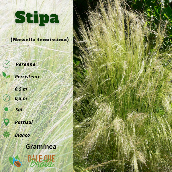 Producto - Stipa (Nassella tenuissima)