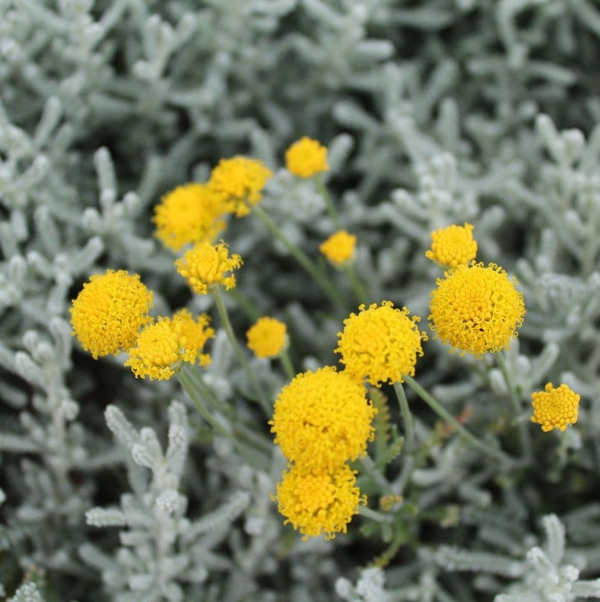 Producto - Santolina chamaecyparissus 3 L - 1