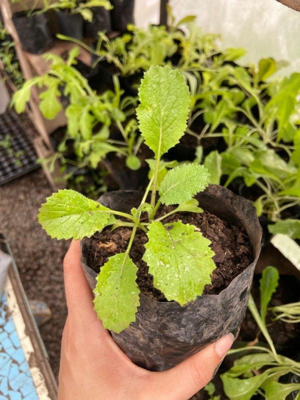 Producto - Plantines de hakusai