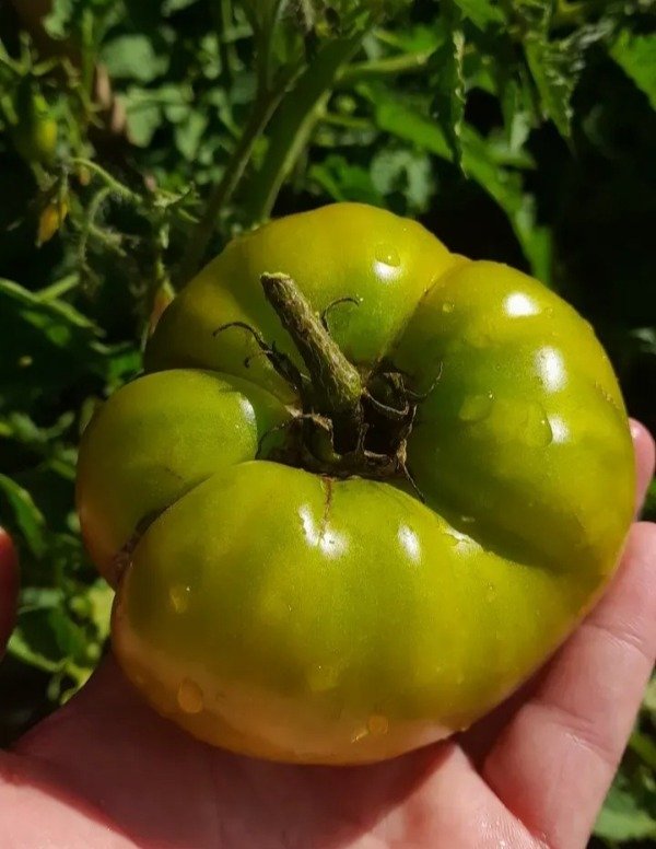 Producto - 15 Semillas de Tomate Del Nerpio Verde