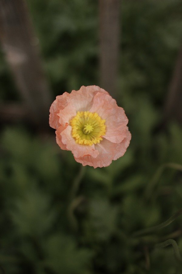 Producto - Iceland Poppy "Pastel Meadow"