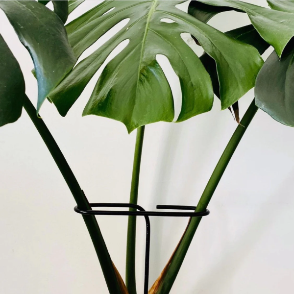 Producto - Tutor hierro