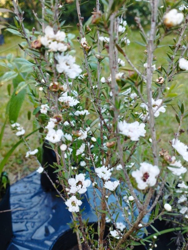 Producto - Leptospermum Princess Ann