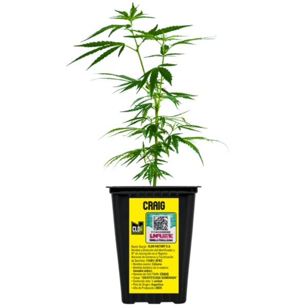 Producto - Esqueje Craig - Yeruti