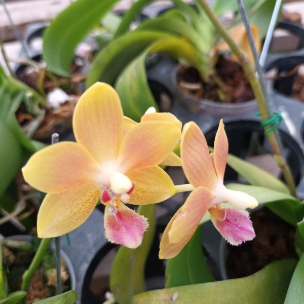 Producto - Phalaenopsis Orquídea - 5