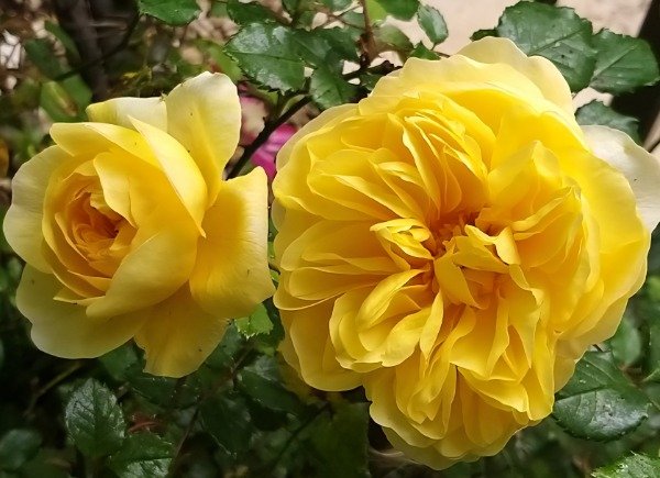 Producto - The Poet's Wife