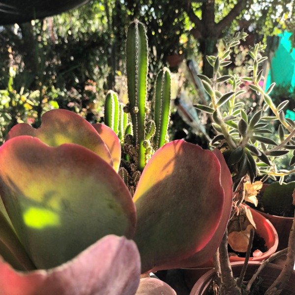Producto - Kalanchoe thyrsiflora - 4