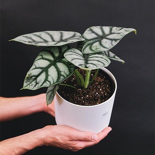 Producto - Alocasia Silver Dragon