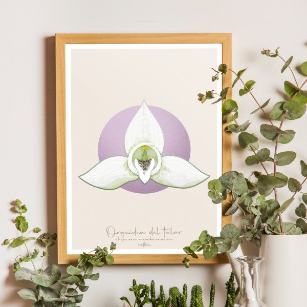 Producto - Orquídea del talar (lámina)