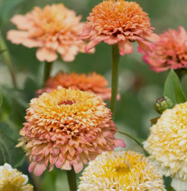 Producto - Zinnia Elegans Peaches and Cream