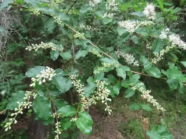 Producto - Ligustrina - 0