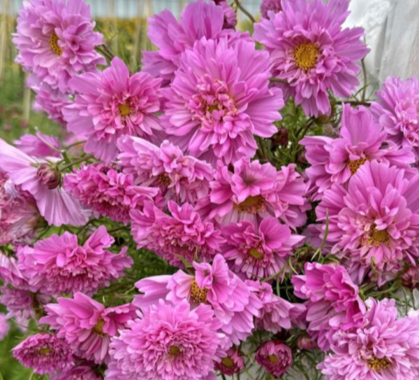 Producto - Cosmos bipinnatus Double Dutch Rose - 0
