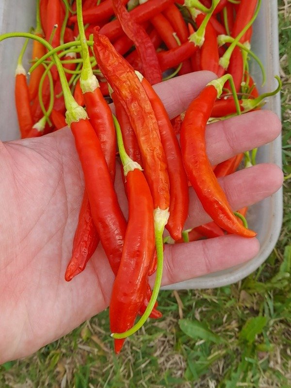 Producto - 15 Semillas de Ají Limón Rojo - 1