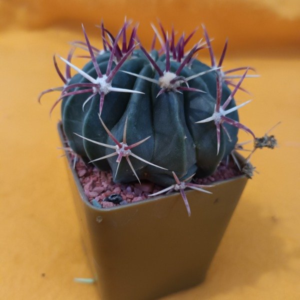 Miniatura de producto - 13