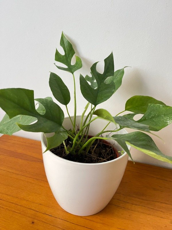 Producto - Monstera Enana