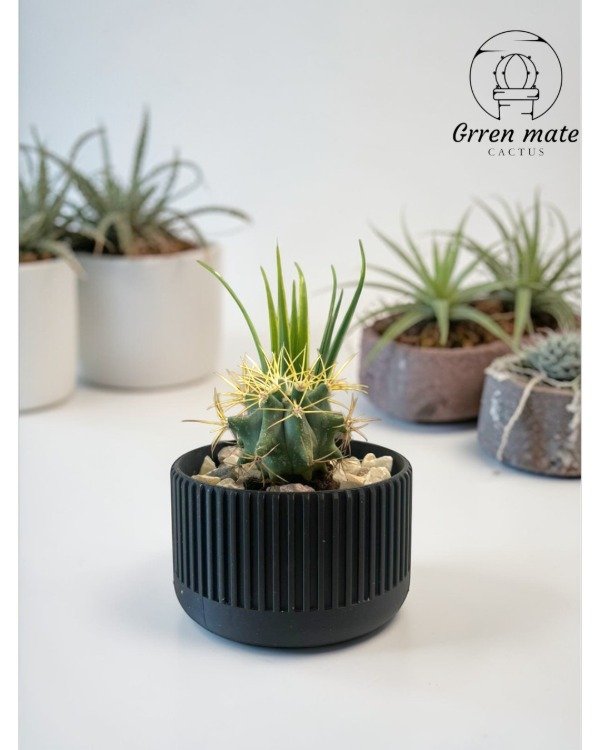 Producto - Solcito