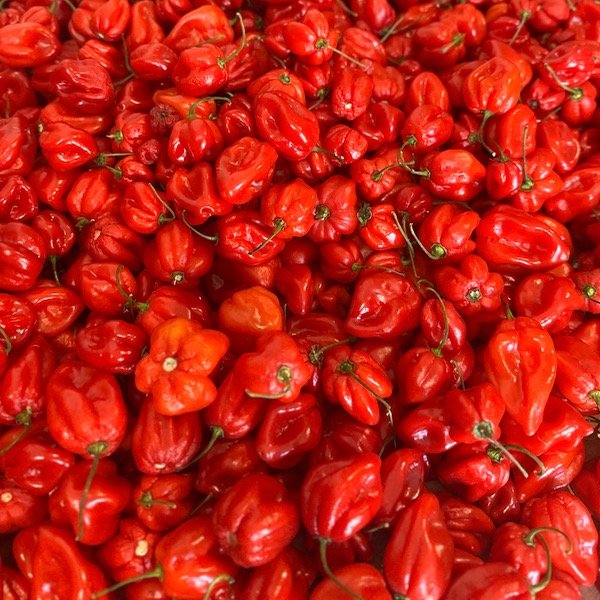 Producto - Habanero Rojo
