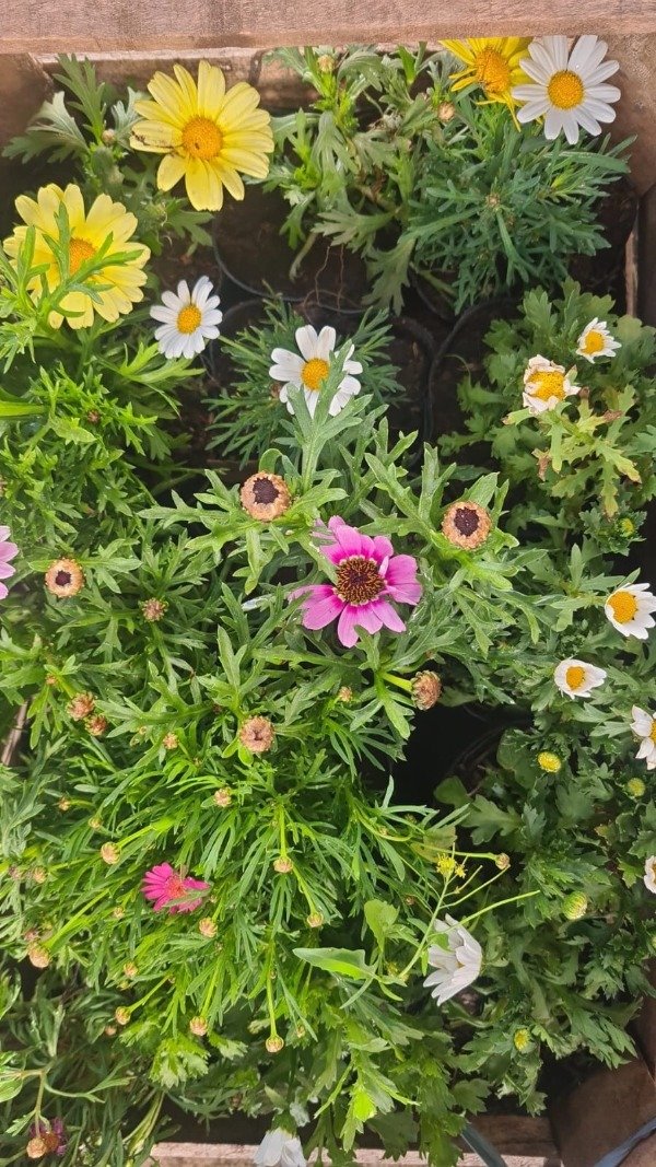 Producto - Plantines - margaritas - dimorfotecas