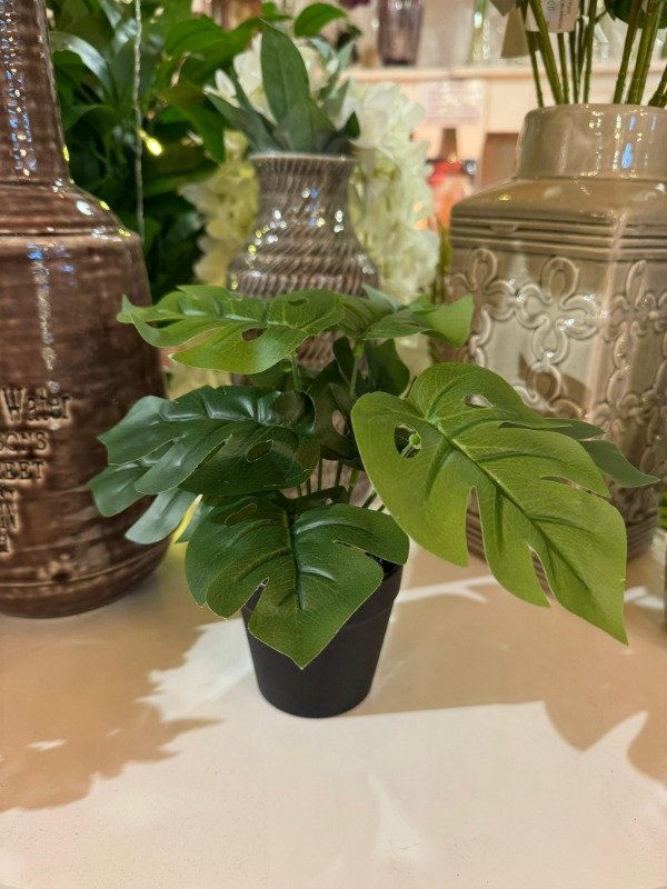 Producto - Planta Monstera 22 cm ( Efectivo: 11.920)