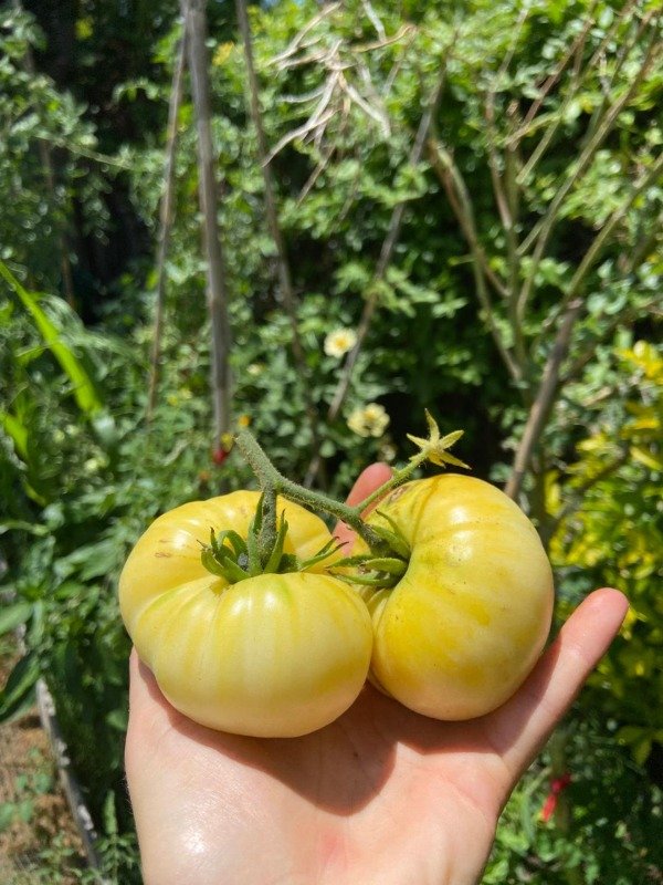 Producto - Semillas Agroecologicas de tomate blanco