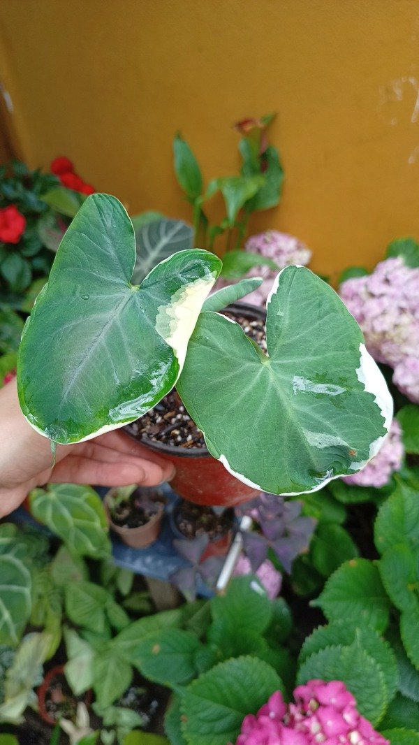 Producto - Xanthosoma Albomarginata Mickey