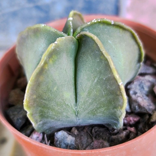 Producto - Astrophytum var. nudum