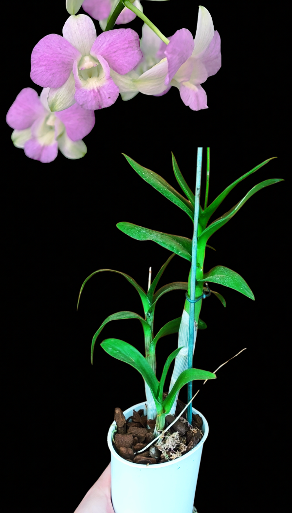 Producto - Denphal 3