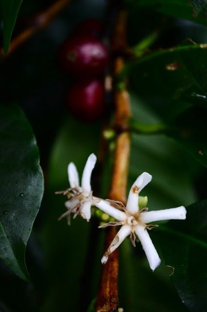 Producto - Brasil Natural 1K