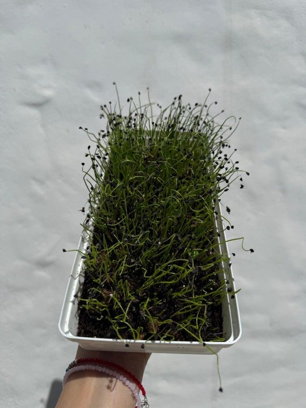 Producto - Cultiva tus microgreens en casa - Online - 6