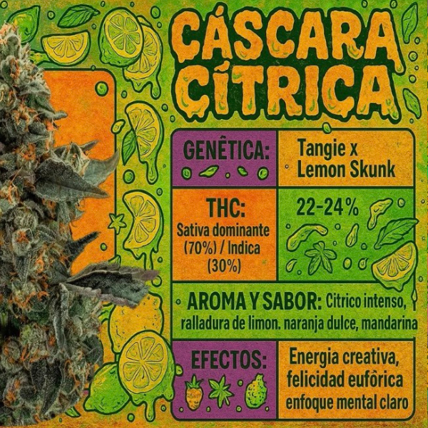 Producto - SEMILLA STICKY FINGERS CASCARA CITRICA