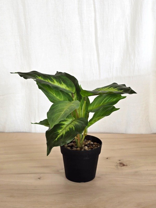 Producto - Planta deco Costa Rica - 0